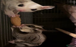 Sugar Glider rodents for sale: Sugar Glider - Bonded Pair - Image 2