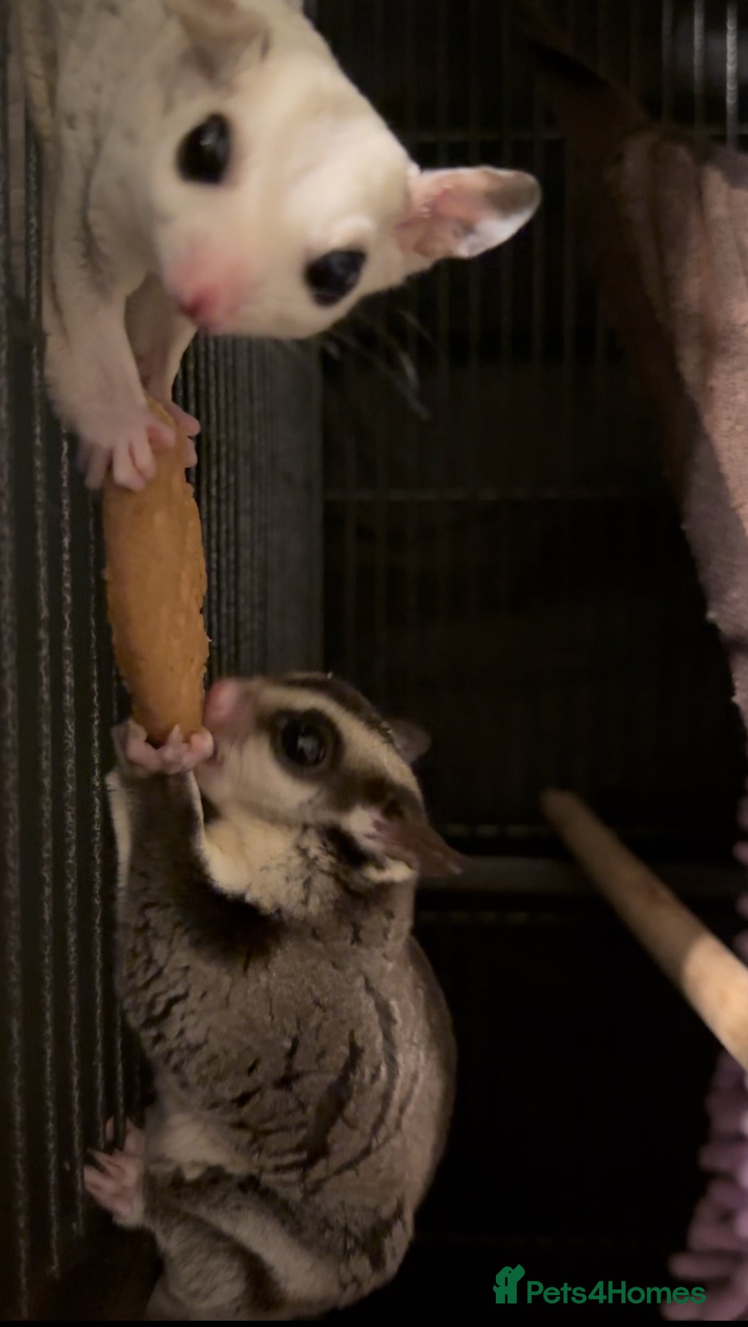 Sugar Glider rodents for sale: Sugar Glider - Bonded Pair - Image 2