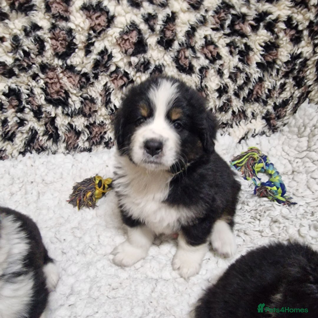 Mixed Breed dogs for sale: Bernewfie pups - Image 8