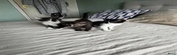 Mixed Breed cats for sale: Beautiful kittens - Advert 2