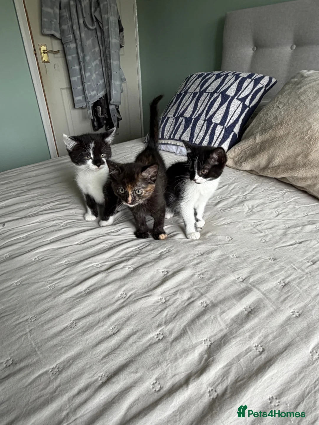 Mixed Breed cats for sale: Beautiful kittens - Advert 2