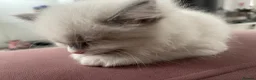 Ragdoll cats for sale: Child Friendly Ragdoll and Ragdoll Cross Kittens  - Advert 22