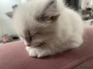 Ragdoll cats Child Friendly Ragdoll and Ragdoll Cross Kittens - Advert 2