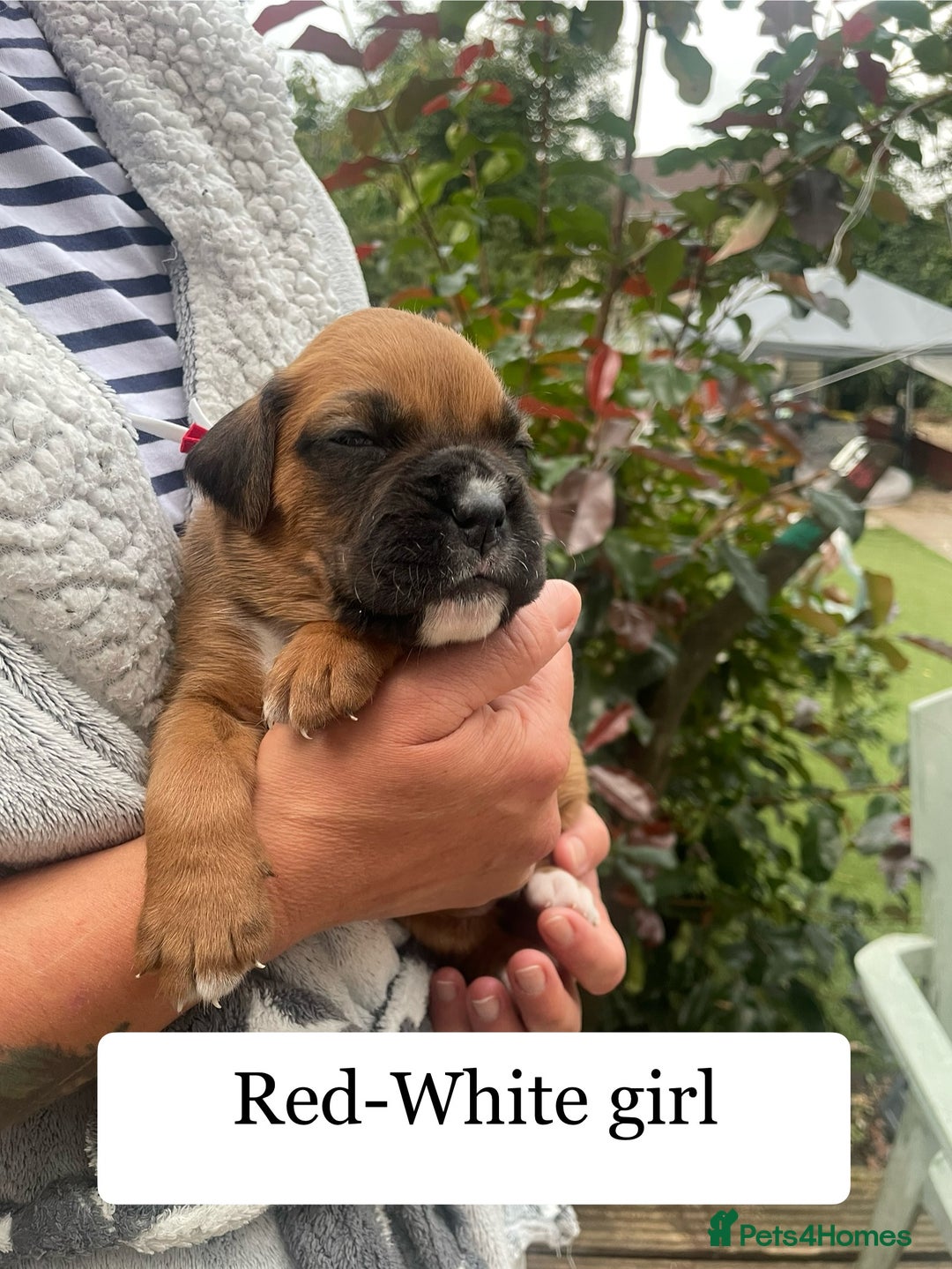 Boxer dogs for sale: Bunch of Boxer Babies - Image 18