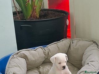 Mixed Breed dogs - Advert 1