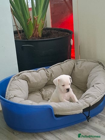 Mixed Breed dogs - Advert 2