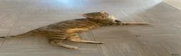 Bengal cats for sale: Bengal&Ginger Tabby mix  - Advert 9