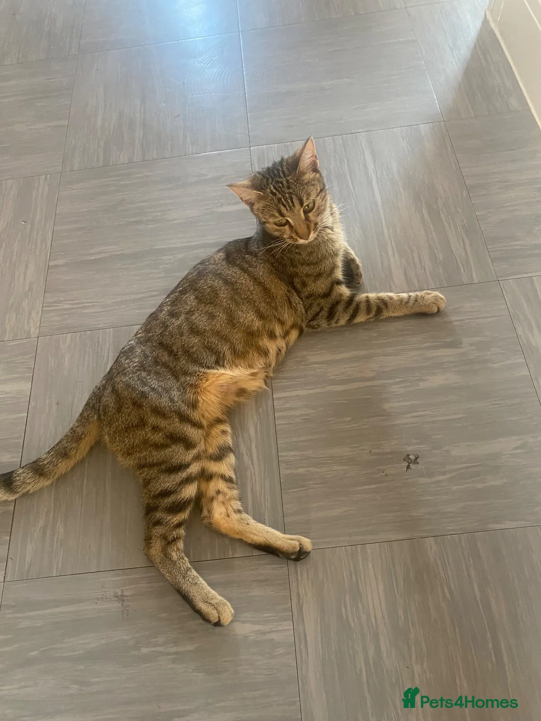 Bengal cats for sale: Bengal&Ginger Tabby mix  - Advert 9