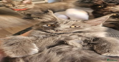 Maine Coon cats - Advert 8