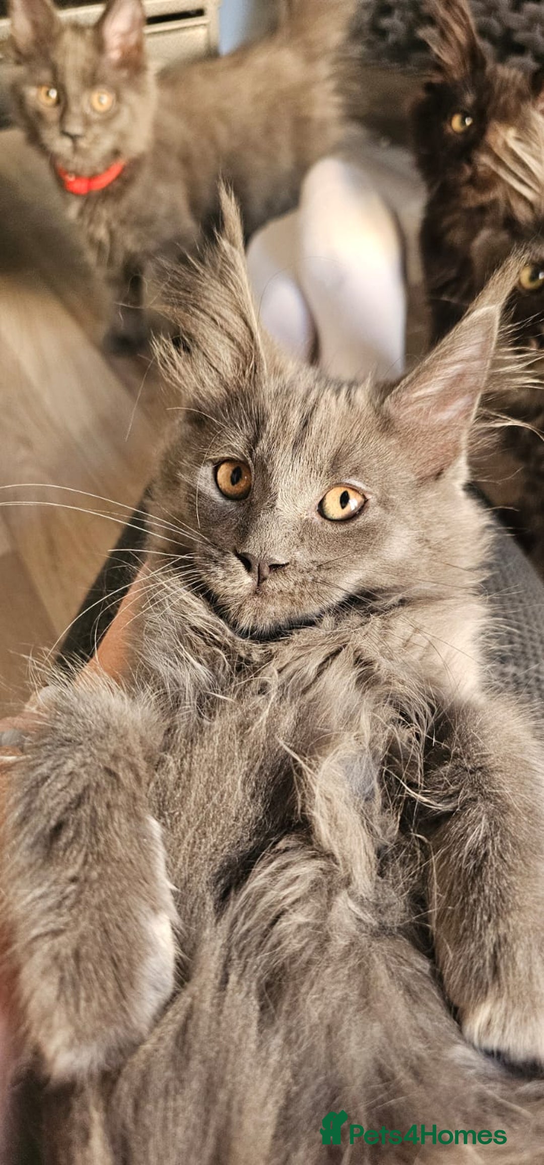 Maine Coon cats for sale: Tica registered maine coon giants kittens £1300 - Image 2