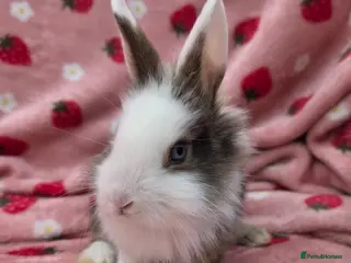 Mixed Breed rabbits Ready Now☆ last 4 left ☆ mini lion lop bunnies - Advert 2