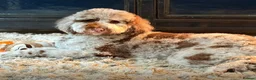 Sheepadoodle dogs for sale: Midi Size Sheepadoodle Medium  - Advert 14