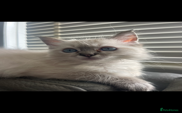 Ragdoll cats - Advert 1