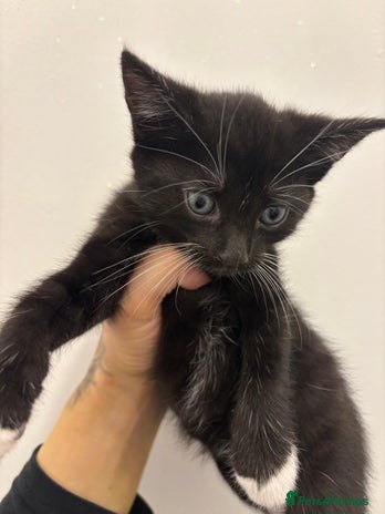 Mixed Breed cats - Advert 5