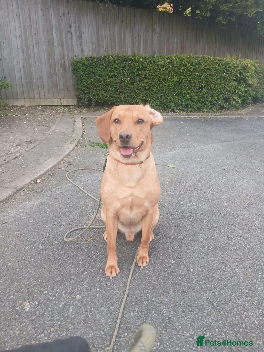 Labrador Retriever dogs for sale: Chunky nugget (nuggy)  in Derby - Advert 3