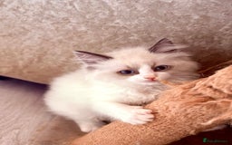 Ragdoll cats for sale: 4 fluffy boys - Image 10