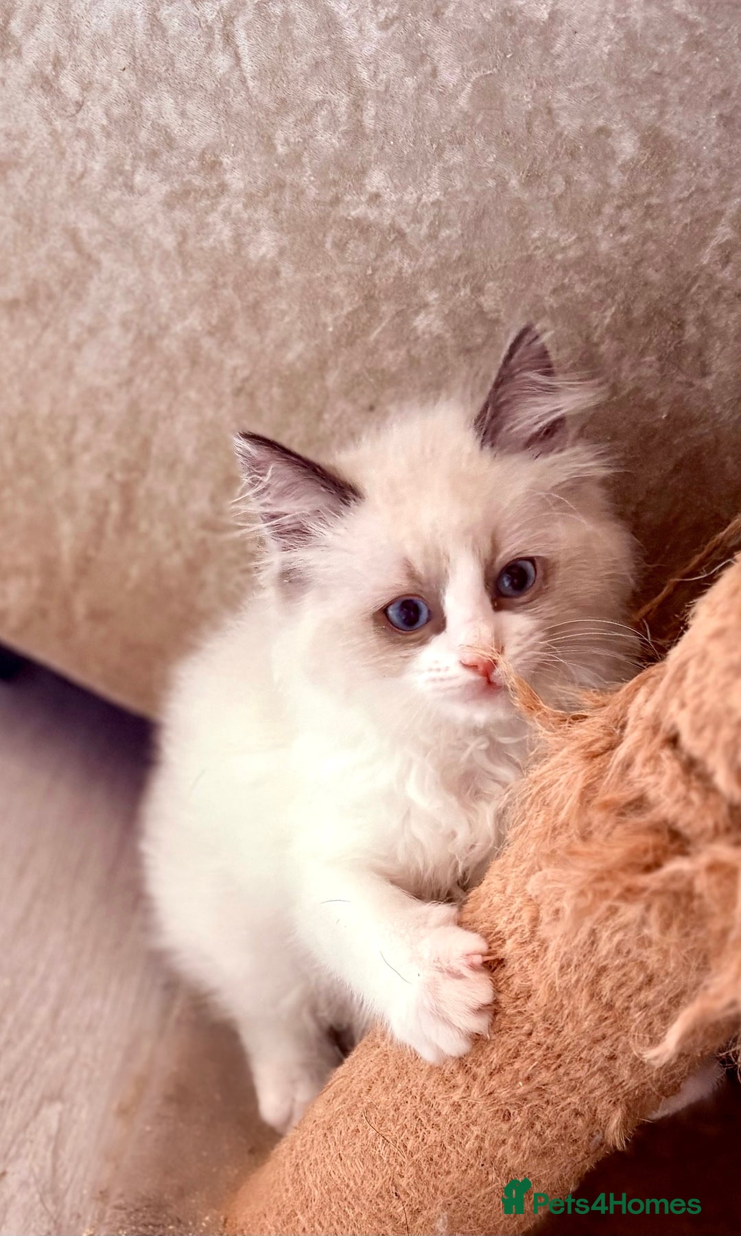 Ragdoll cats for sale: 4 fluffy boys - Image 10