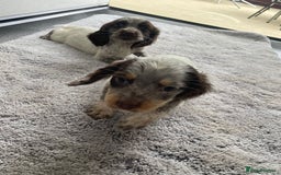 Cocker Spaniel dogs for sale: Cocker spaniel puppys - Image 13