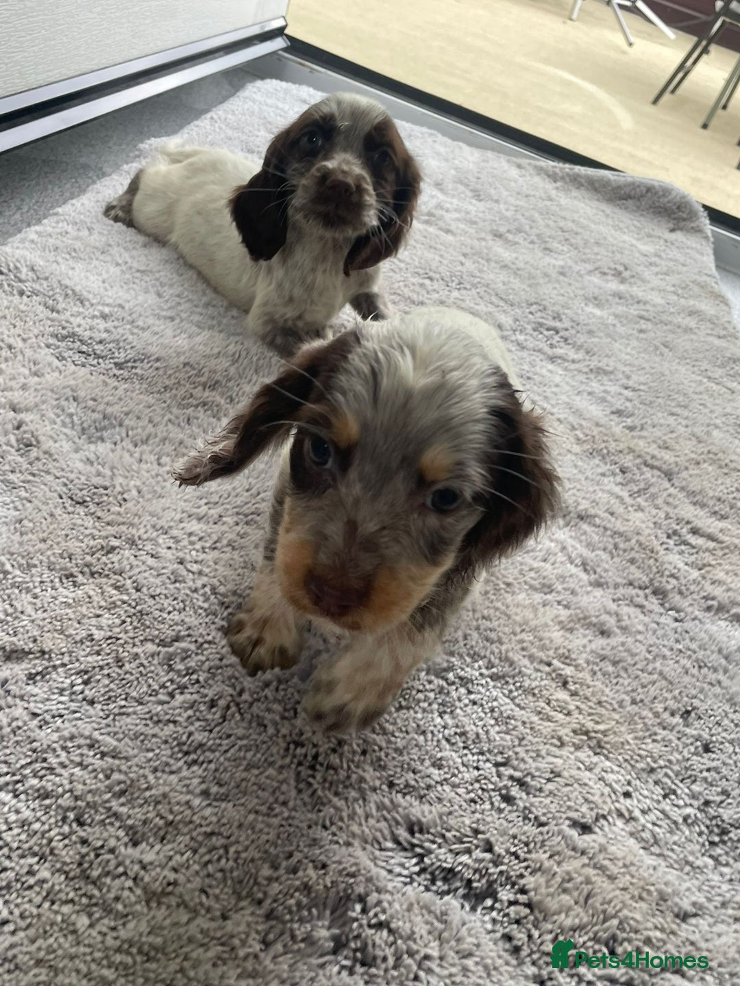 Cocker Spaniel dogs for sale: Cocker spaniel puppys - Image 13