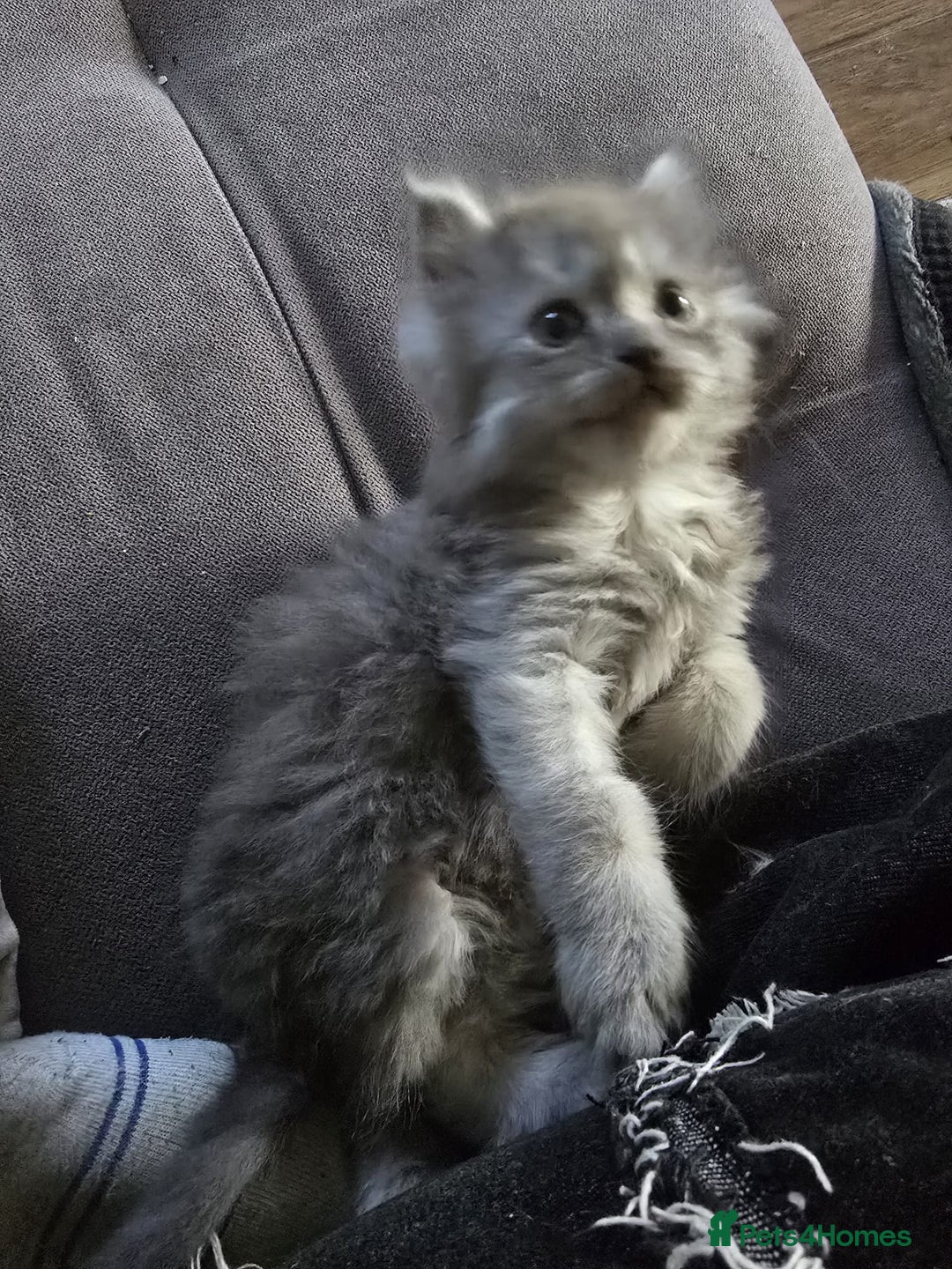 Persian cats for sale: 3 stunning Persian kittens ready now.  - Advert 24