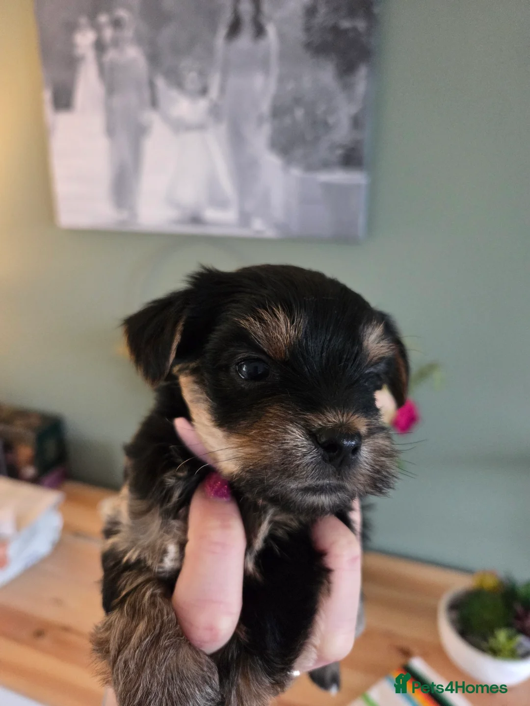 Yorkshire Terrier dogs for sale: Beautiful miniature Yorkshire terrier puppies - Advert 15