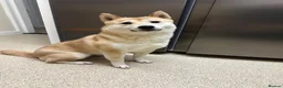 Japanese Shiba Inu dogs for sale: Japanese Shiba Inu Puppies  in Chester - Advert 3