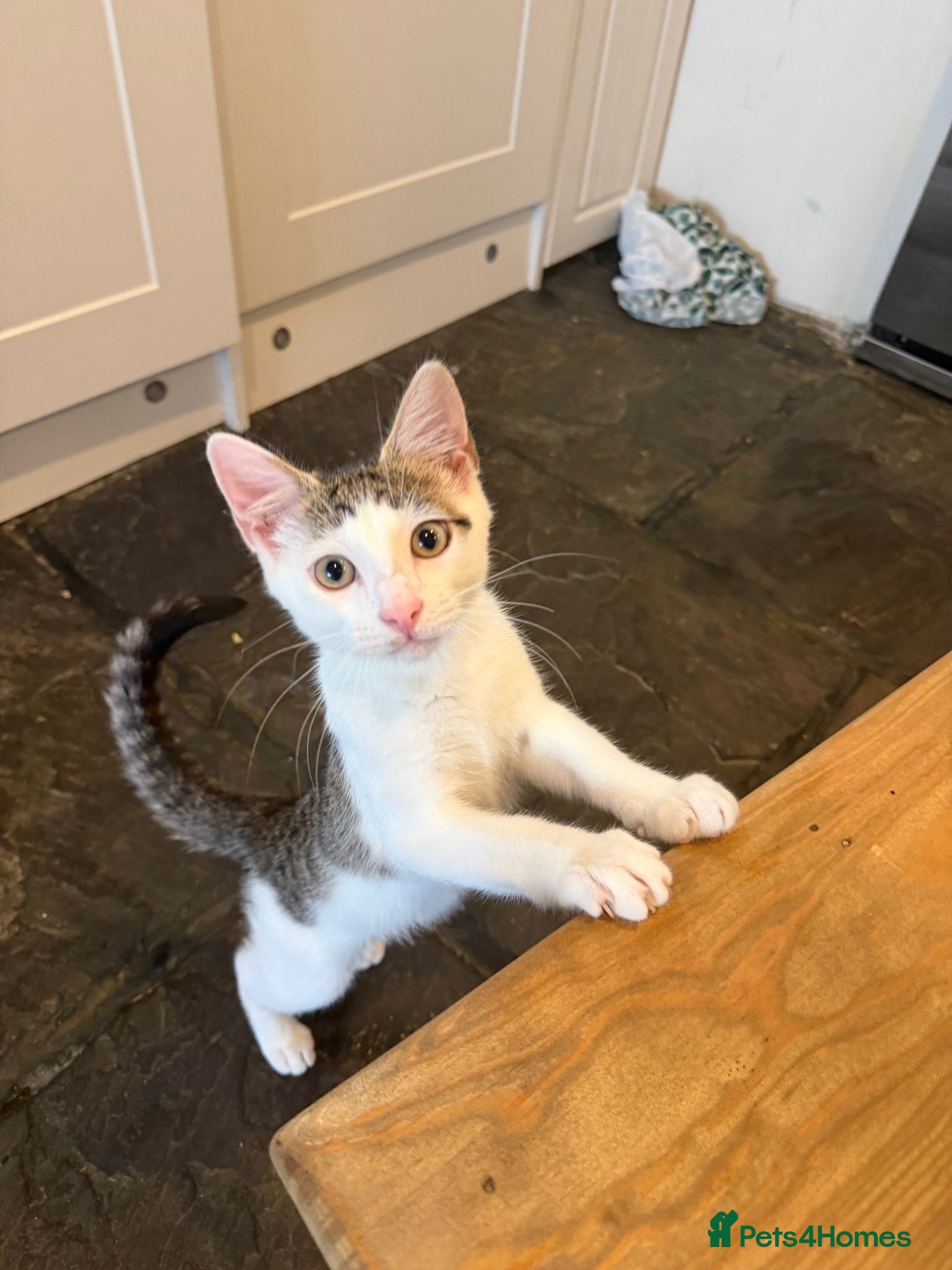 Mixed Breed cats Free to a good loving home  - Advert 10