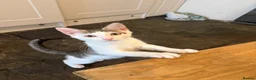 Mixed Breed cats for sale: Free to a good loving home  - Advert 1