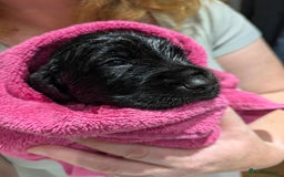 Sprocker dogs for sale: F1 health tested working Sprockers - Image 4