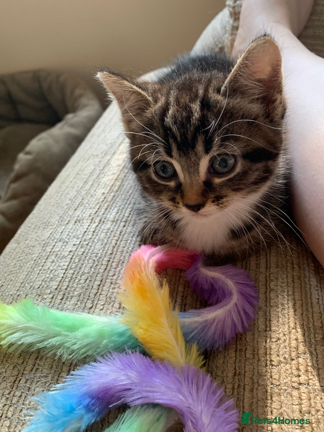 Mixed Breed cats for sale: 4 kittens for sale 2 girls 2 boys - Image 17
