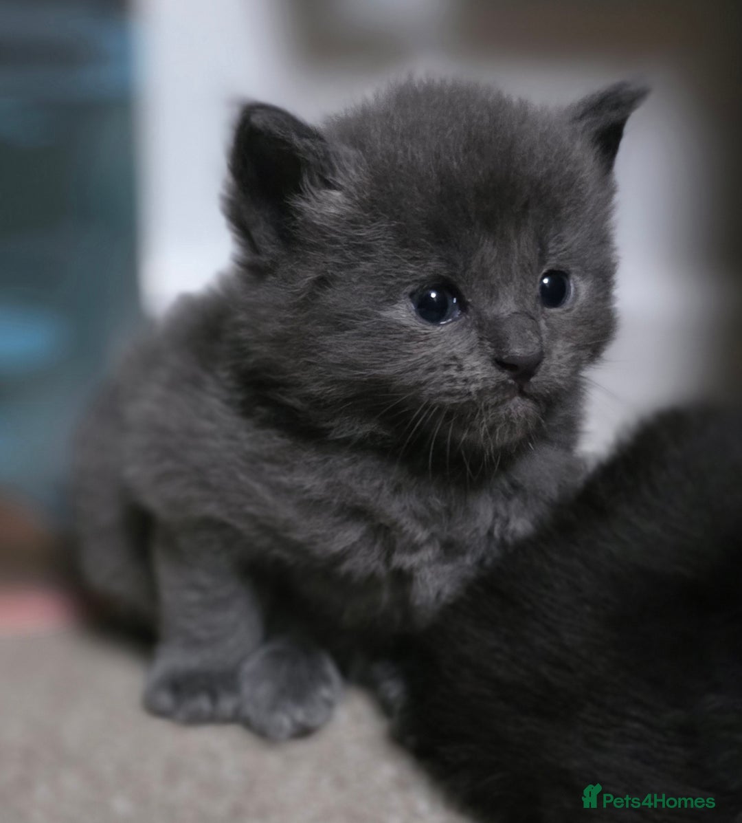 Maine Coon cats for sale: Five stunning maine coon kittens - Advert 6