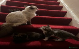 Ragdoll cats for sale: Ragdoll Cross Female Kittens - Image 13