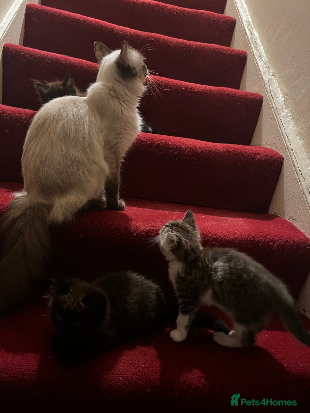 Ragdoll cats for sale: Ragdoll Cross Female Kittens - Image 13