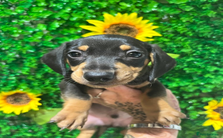 Miniature Dachshund dogs - Advert 14