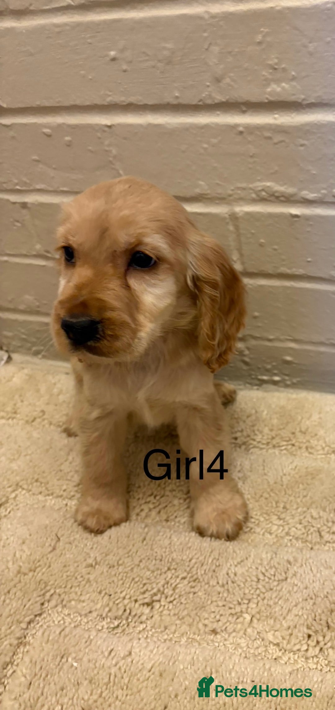 Cocker Spaniel dogs for sale: SHOW TYPE COCKER SPANIELS PUPPIES  - Advert 7