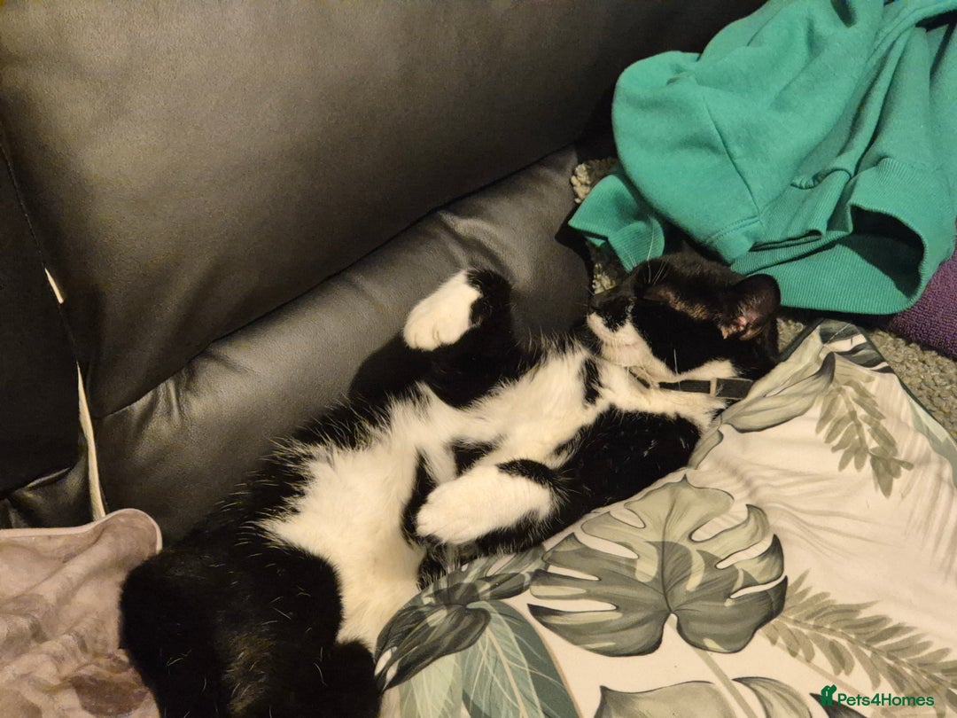 Domestic Shorthair cats for sale: Male neutered cat  - Image 3
