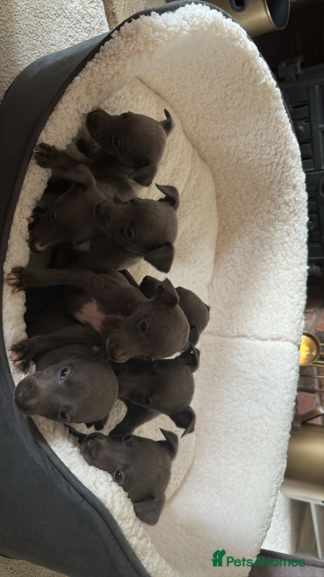 Whippet dogs for sale: KC registered BLUE whippet puppies 100% show type  - Advert 1
