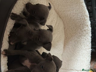 Whippet dogs KC registered BLUE whippet puppies 100% show type - Advert 5