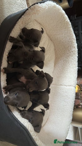 Whippet dogs - Advert 1