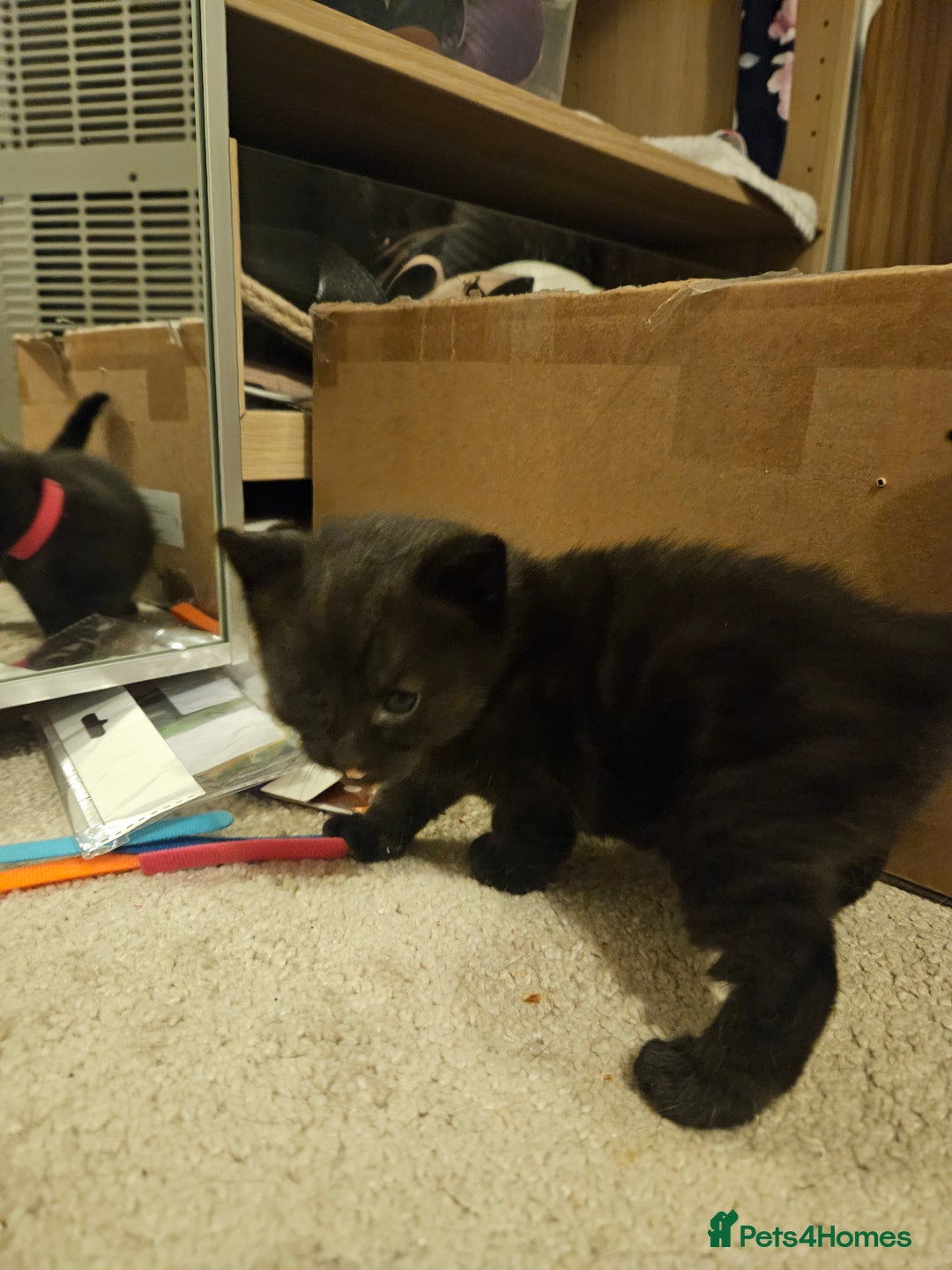 British Shorthair cats for sale: 4 black kittens, 1 boy 3 girls  - Advert 10