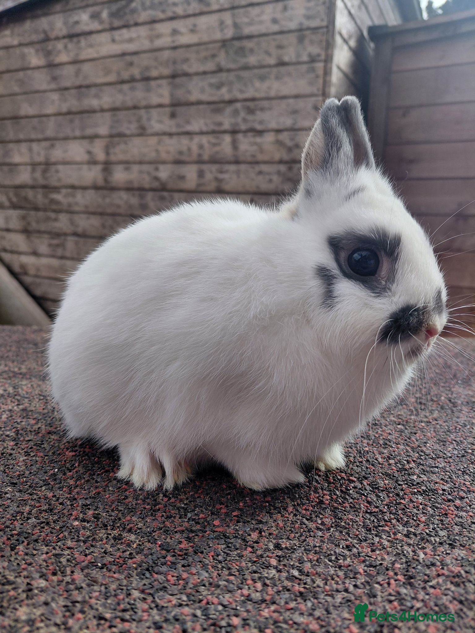 Netherland Dwarf rabbits Netherland dwarf pure bred youngsters  - Advert 2