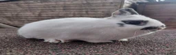 Netherland Dwarf rabbits for sale: Netherland dwarf pure bred youngsters  - Advert 1