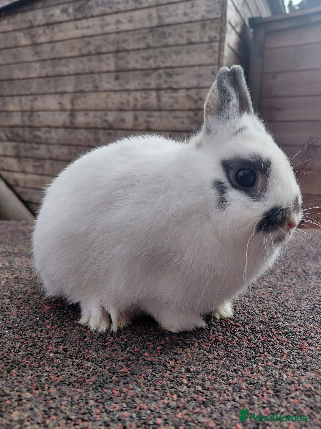 Netherland Dwarf rabbits for sale: Netherland dwarf pure bred youngsters  - Advert 1