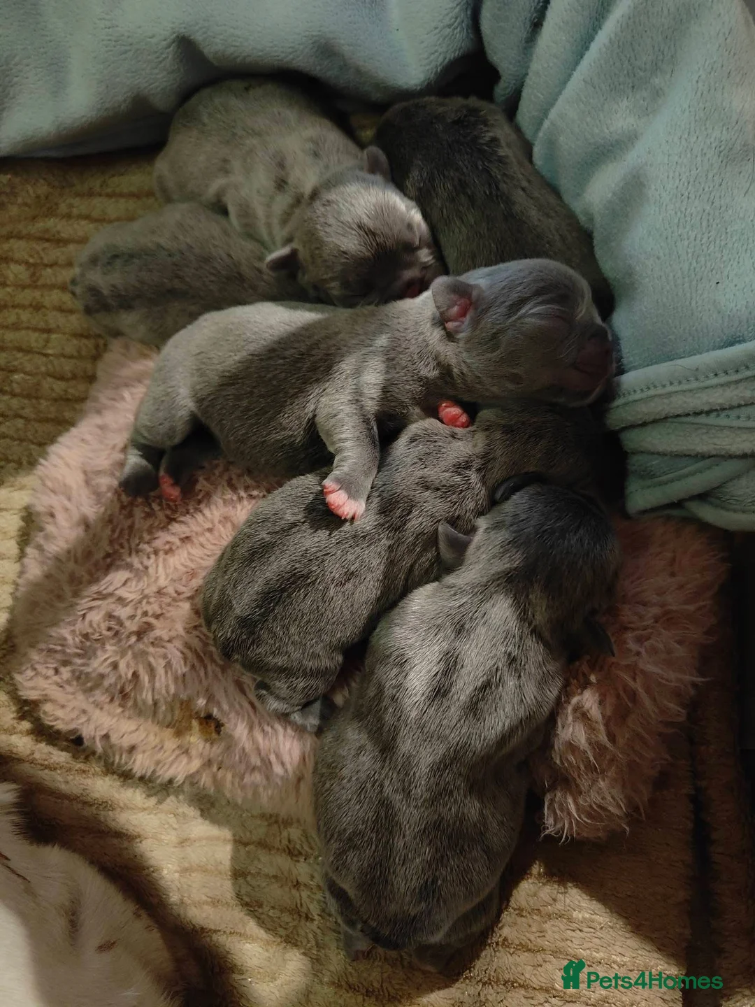 French Bulldog dogs for sale: Gorgeous KC Reg Blue and Lilac Frenchies Babies - Advert 8