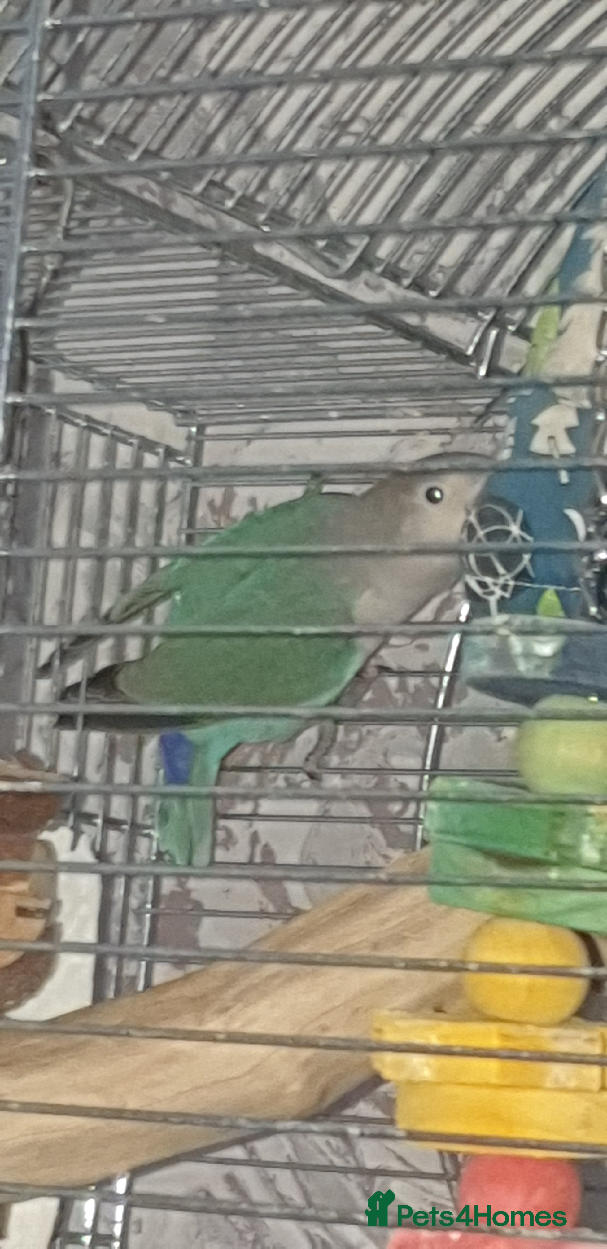 Lovebirds birds 2 baby lovebirds for sale - Advert 12