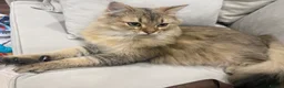 British Longhair cats for sale: British long hair male - Advert 6