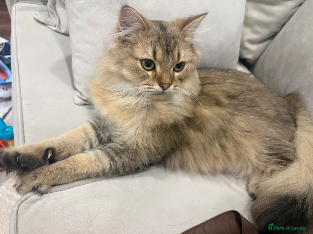 British Longhair cats for sale: British long hair male - Advert 6