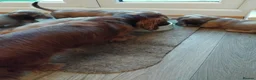Miniature Dachshund dogs for sale: Miniature Dachshund Puppy female  - Advert 9