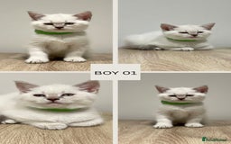 Mixed Breed cats for sale: 6 beautiful kittens ready for their new homes. - Image 3