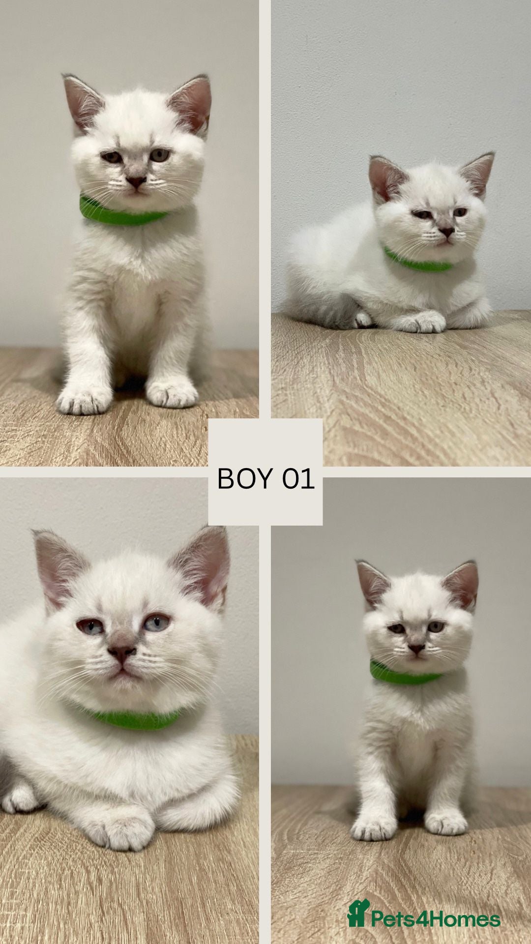 Mixed Breed cats for sale: 6 beautiful kittens ready for their new homes. - Image 3